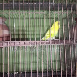 1 Pair of Budgie Birds for Sale