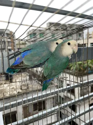 Lovebird / Love Bird