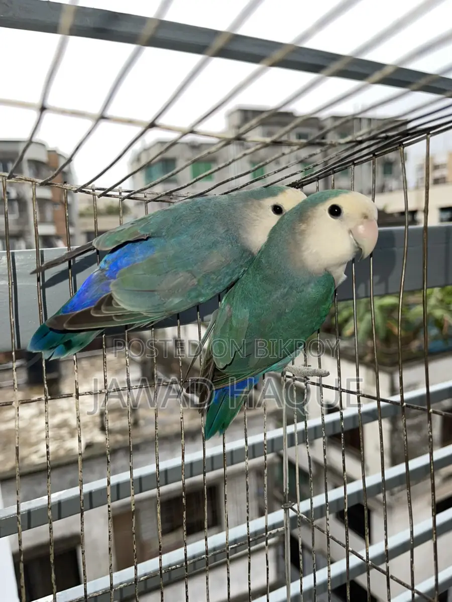 Lovebird / Love Bird