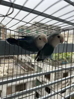 Lovebird / Love Bird