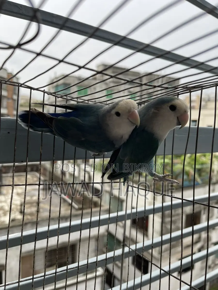 Lovebird / Love Bird