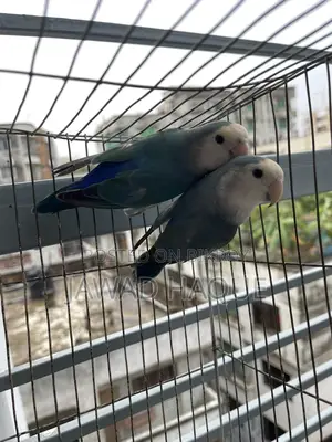 Lovebird / Love Bird