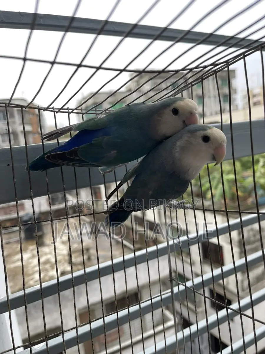 Lovebird / Love Bird