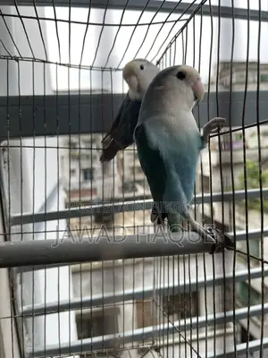 Lovebird / Love Bird