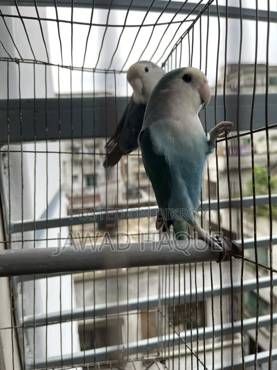 Lovebird / Love Bird