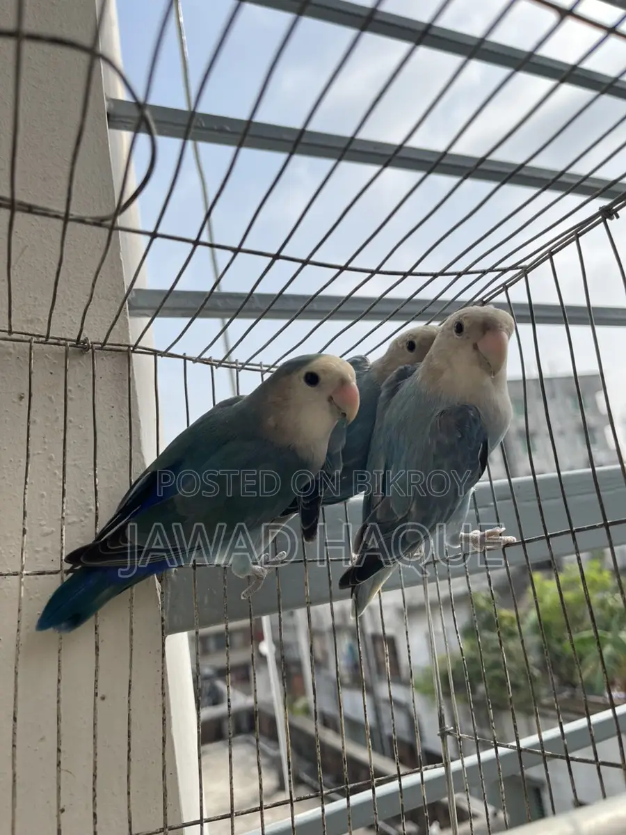 Lovebird / Love Bird