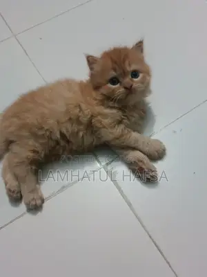 পার্শিয়ান বিড়ালের বাচ্চা