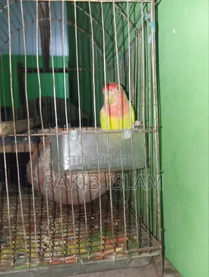 Running Love Bird