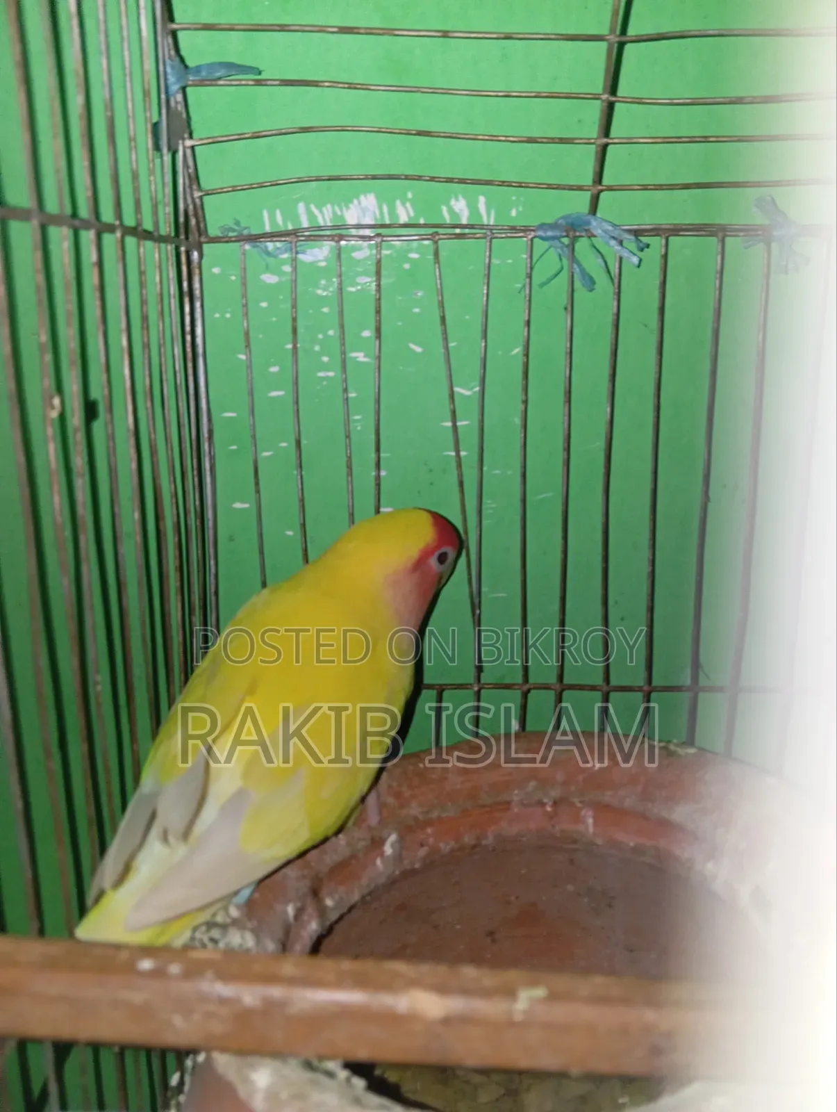 Running Love Bird