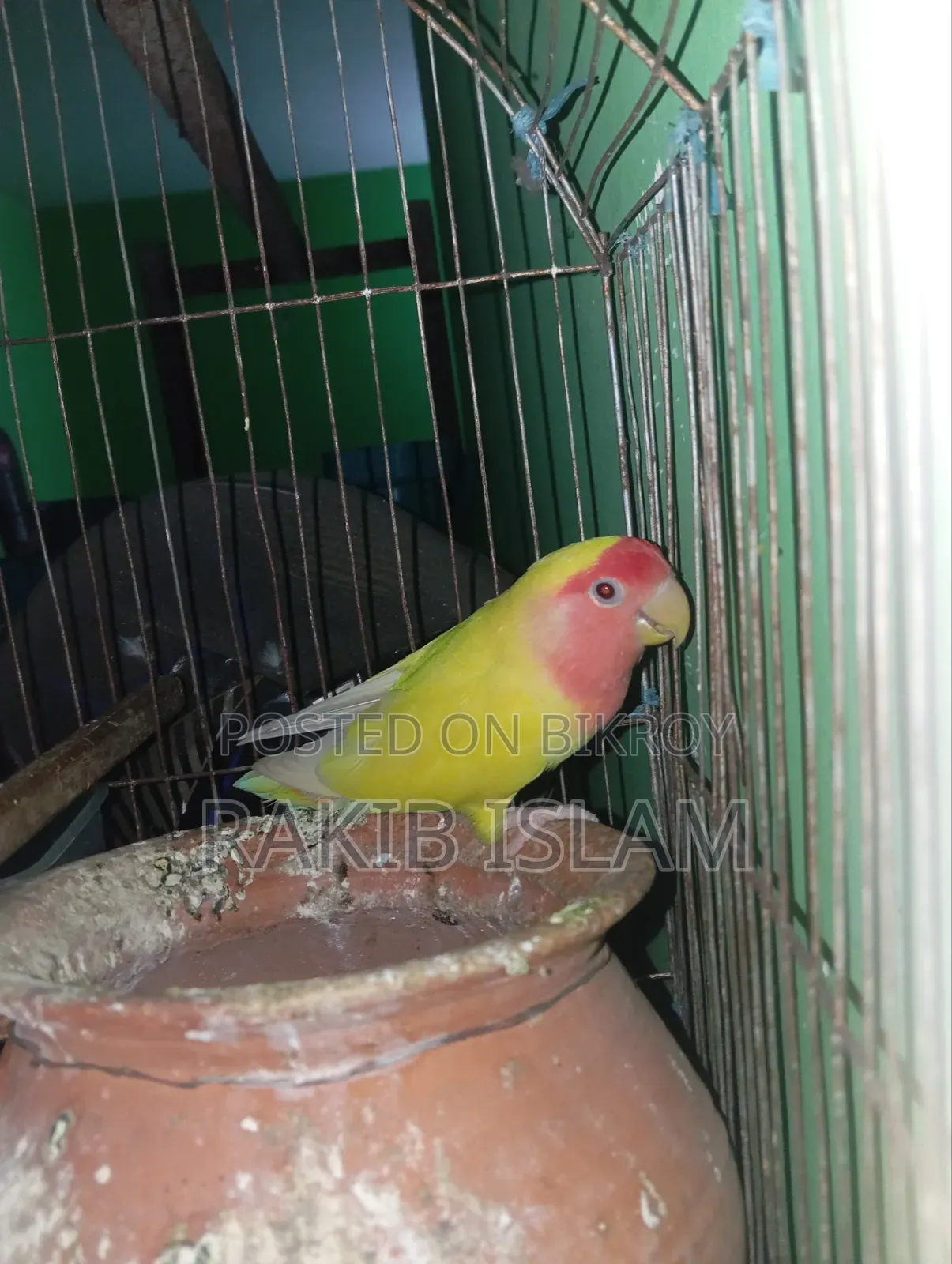 Running Love Bird