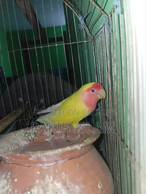 Running Love Bird