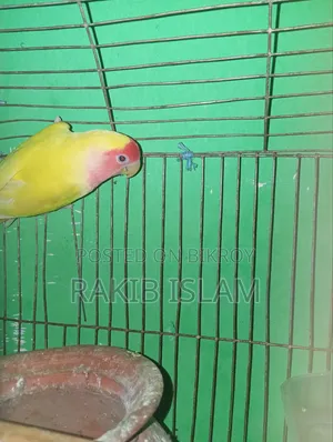 Running Love Bird
