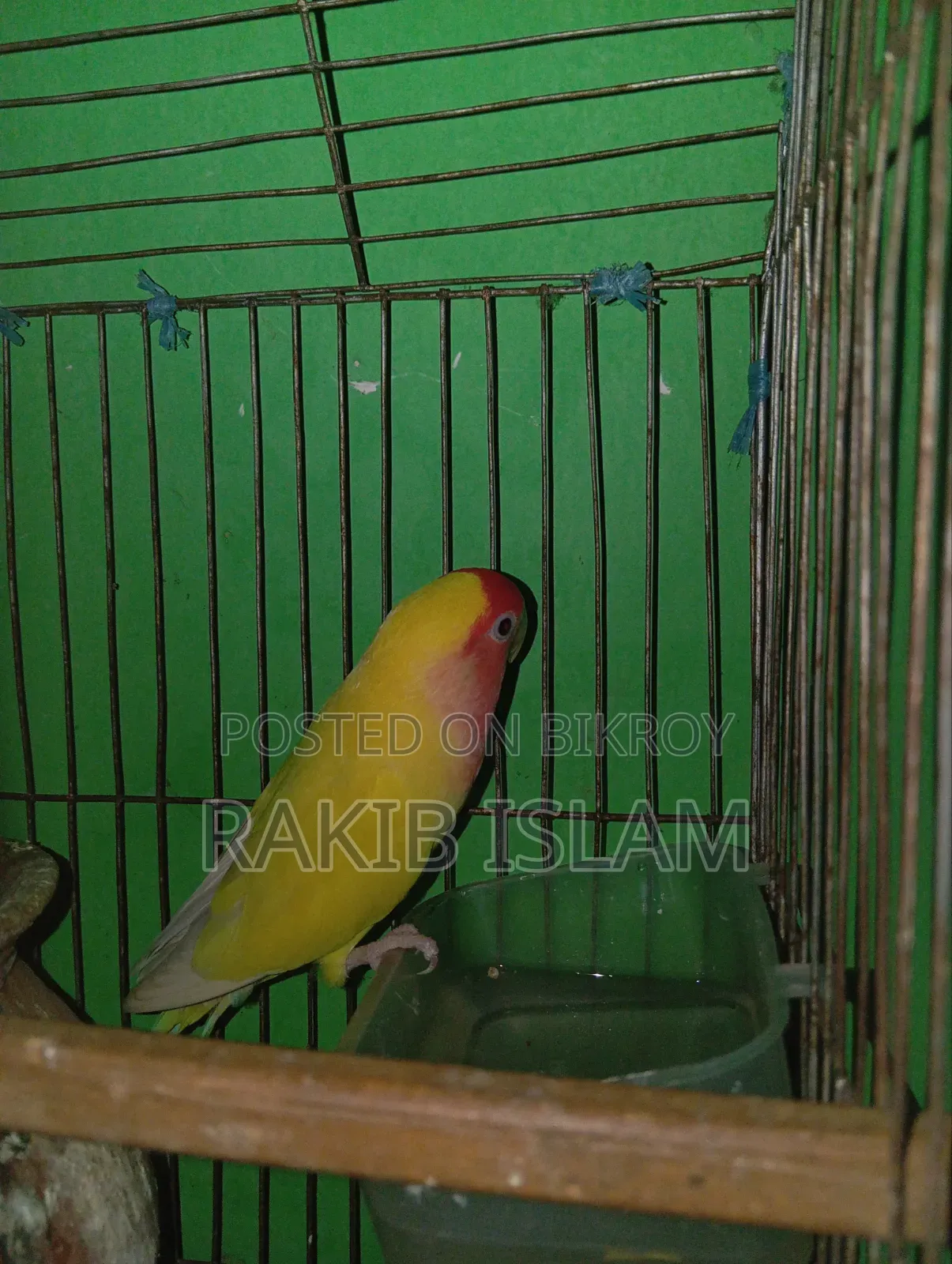 Running Love Bird