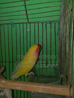 Running Love Bird