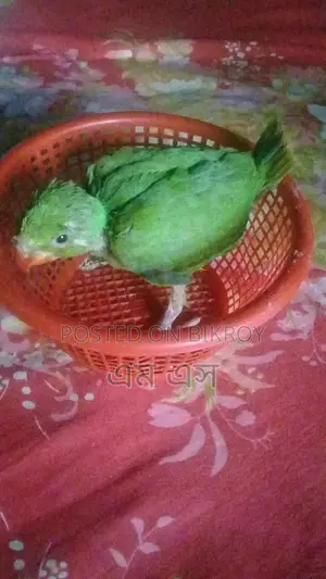 রিংনেট এর বাচ্চা