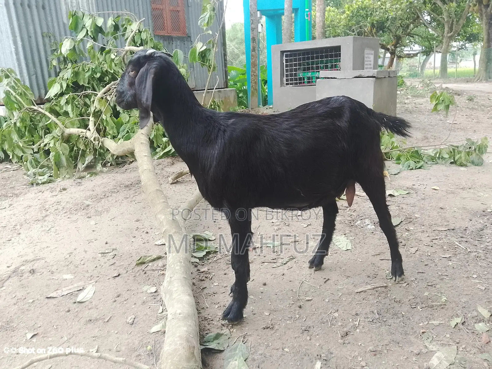 Two high-breed goats
