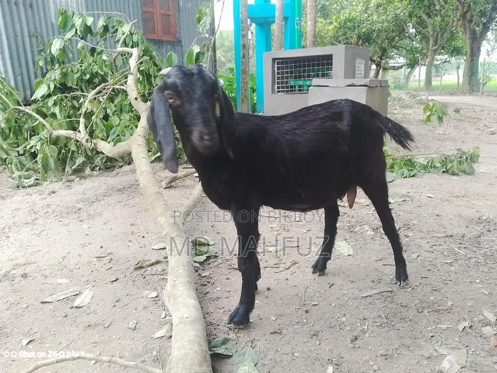 Two high-breed goats