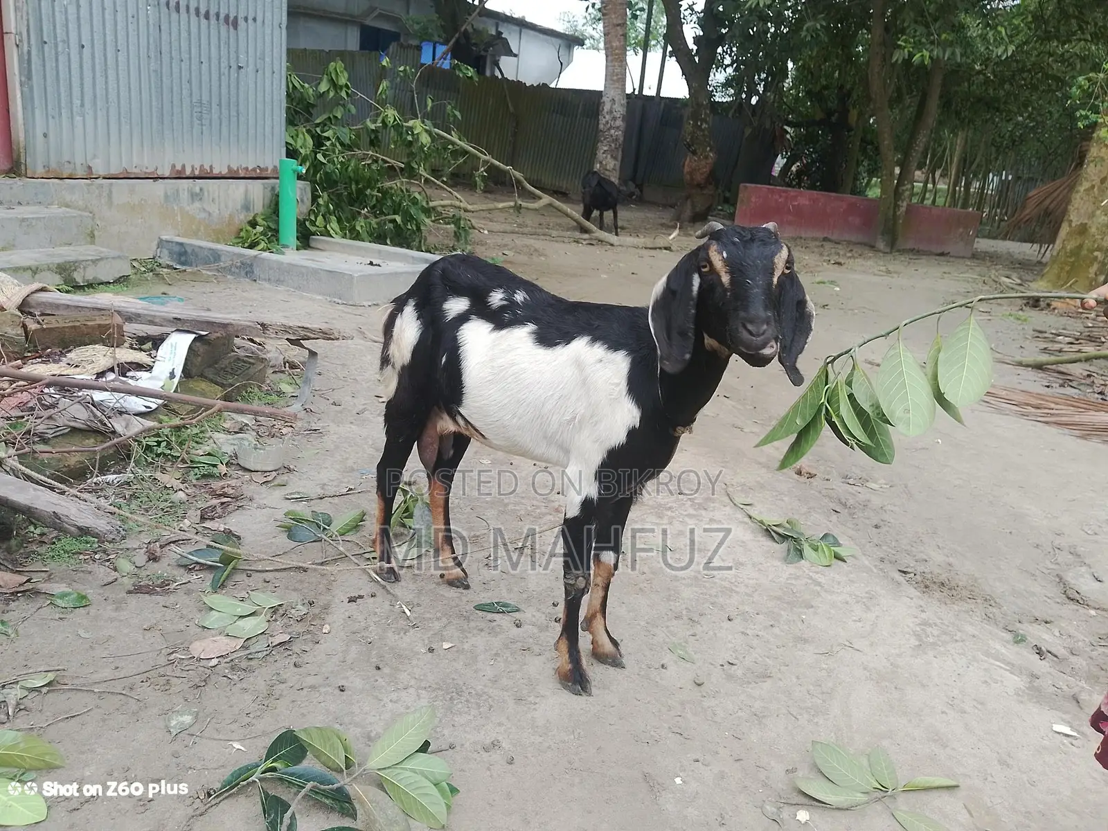 Two high-breed goats