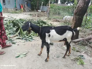 Two high-breed goats