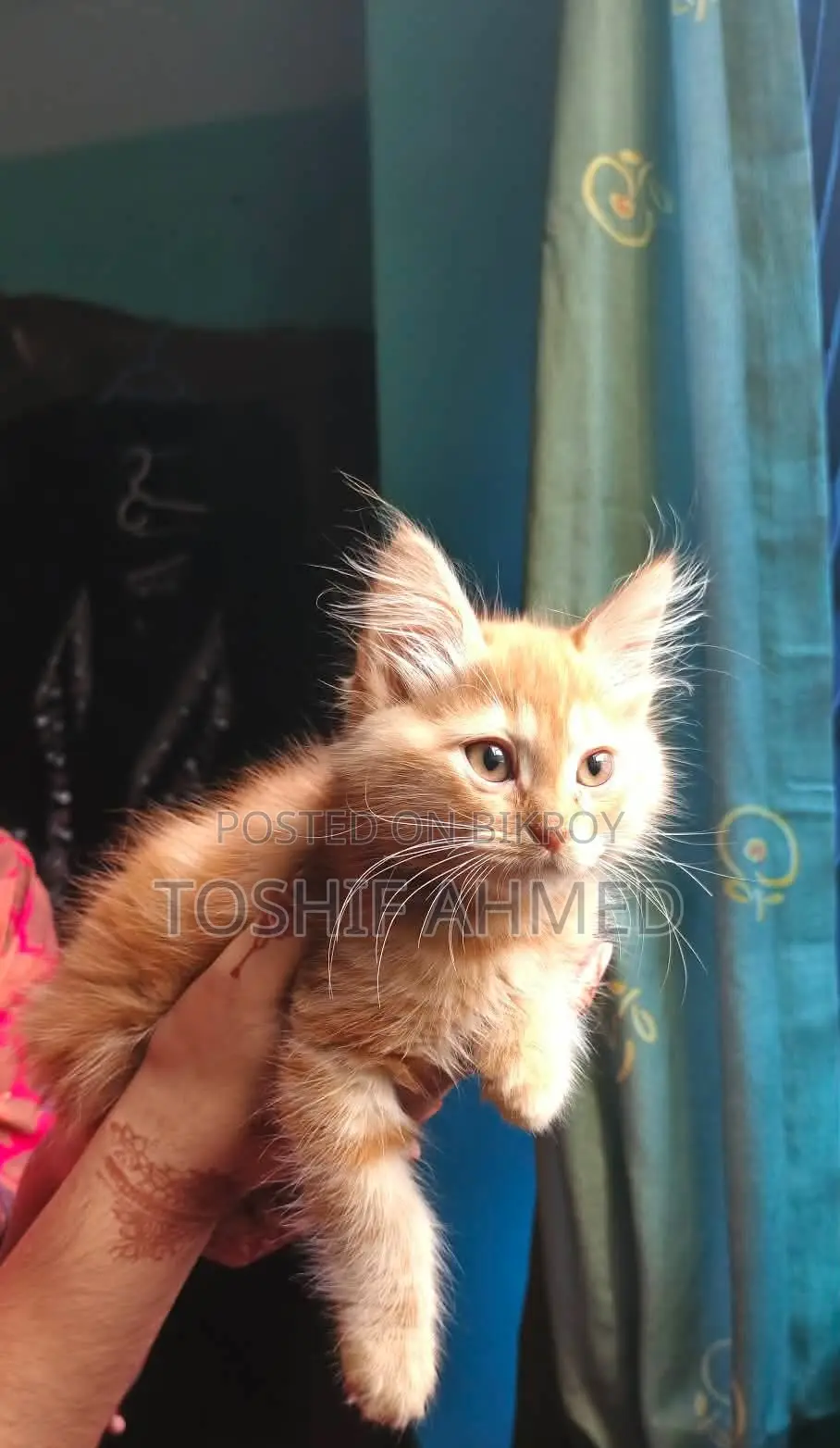 High Quality Mix Persian Cat