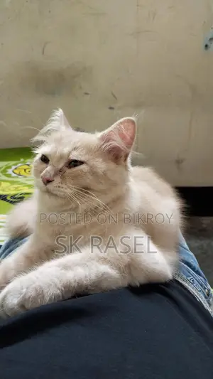 Persian Cat