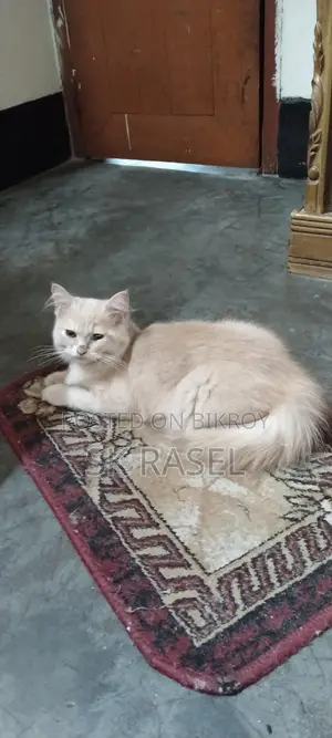 Persian Cat