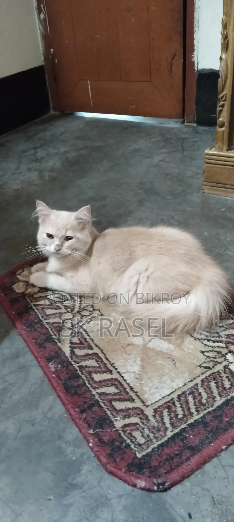 Persian Cat