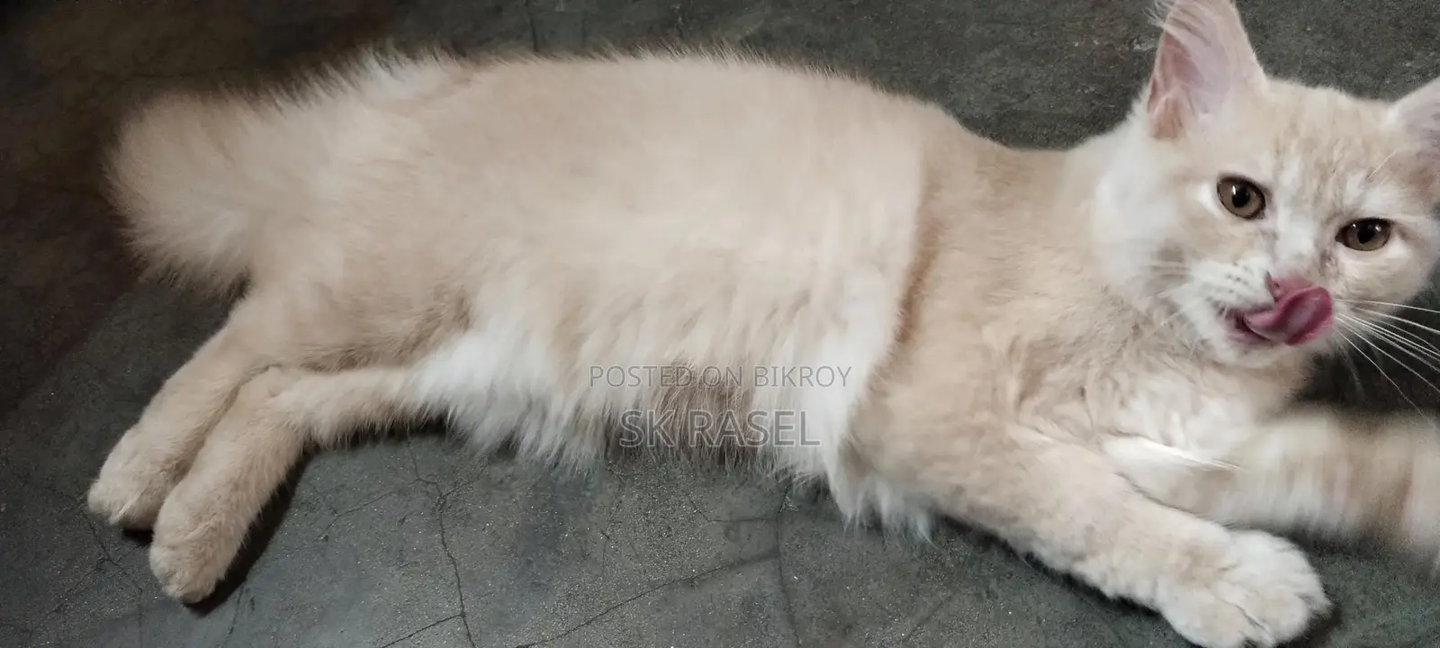 Persian Cat