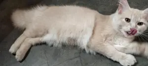 Persian Cat