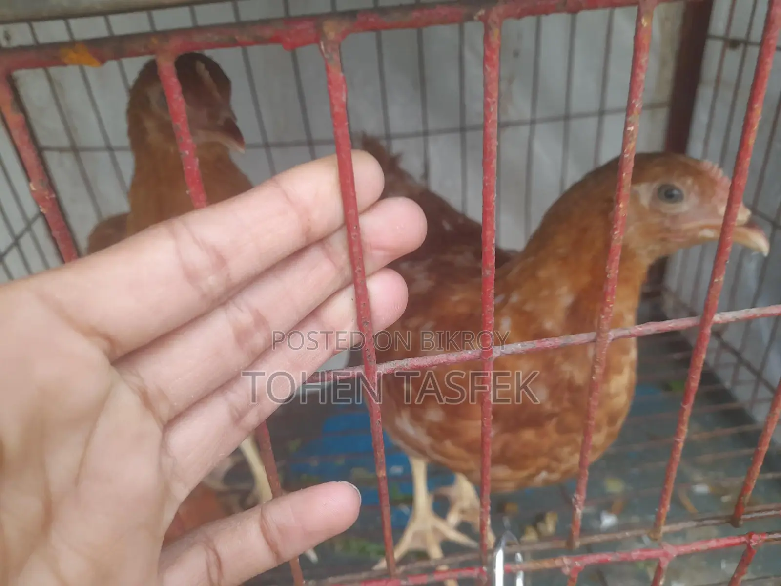 Bird Cages