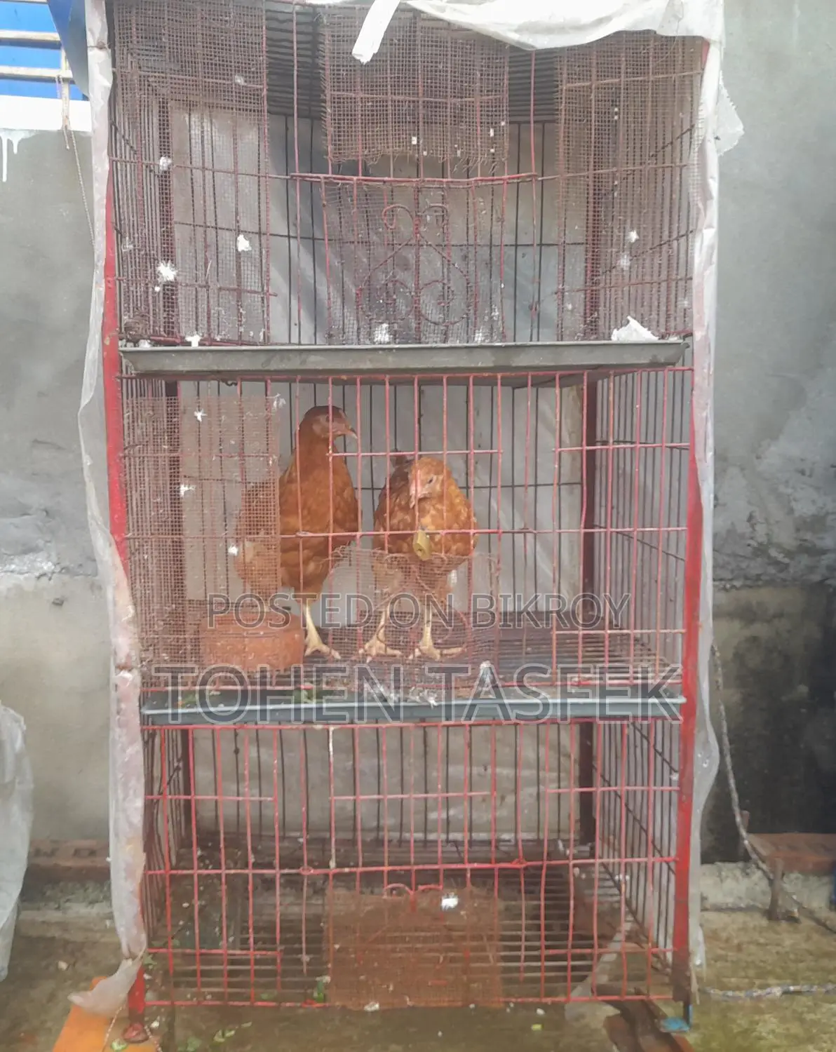 Bird Cages