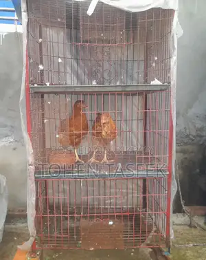 Bird Cages