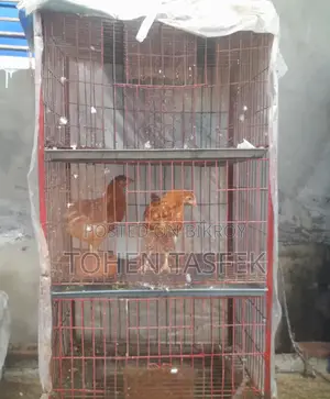 Bird Cages