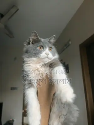 Persian Male Cat