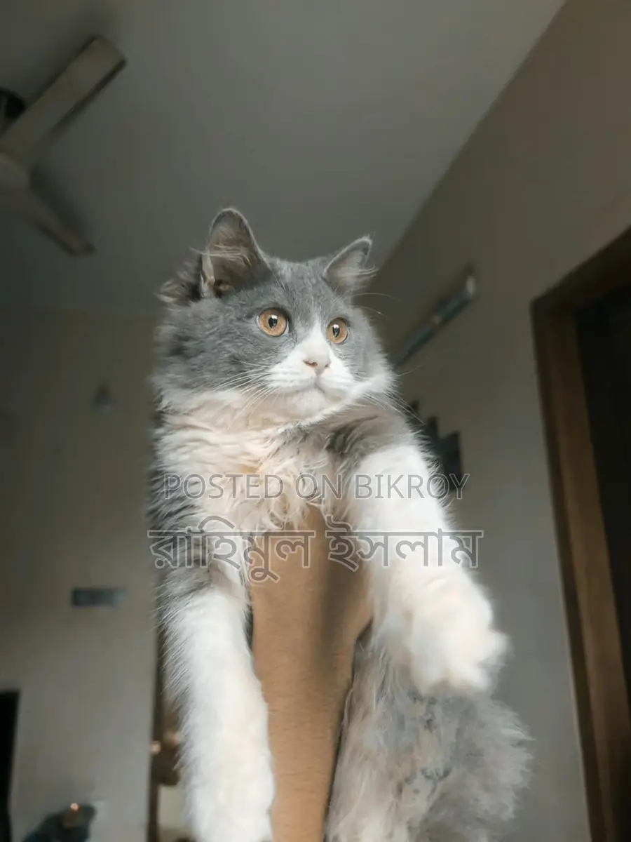 Persian Male Cat