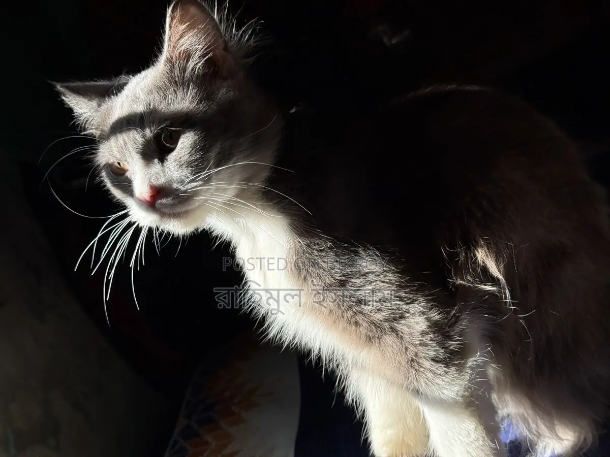 Persian Male Cat