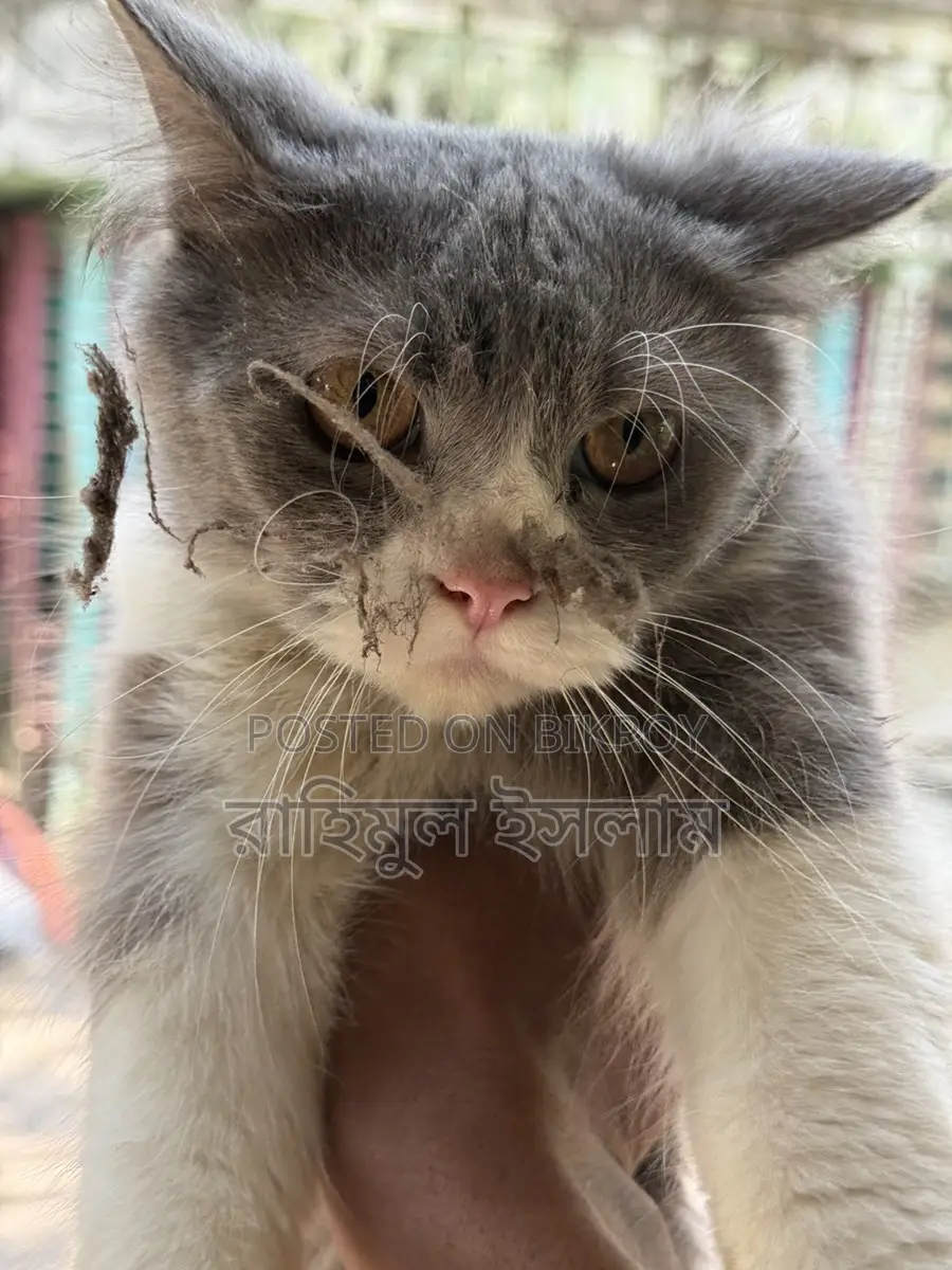 Persian Male Cat