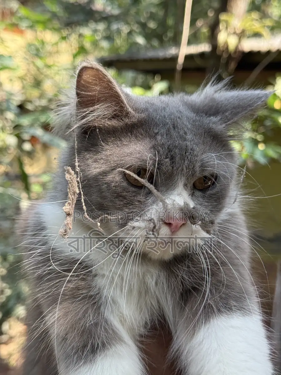 Persian Male Cat