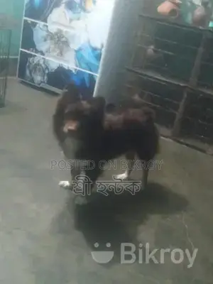 Pomeranian Female