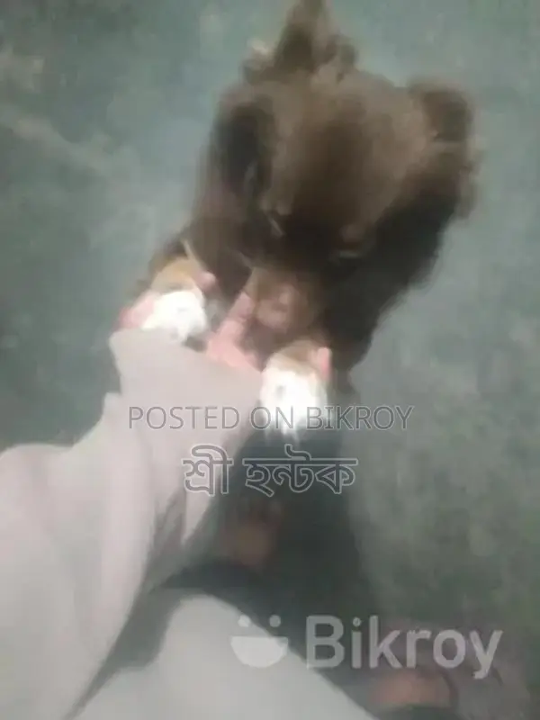 Pomeranian Female
