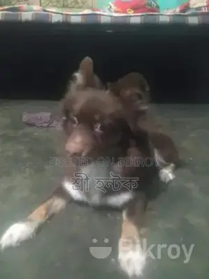 Pomeranian Female