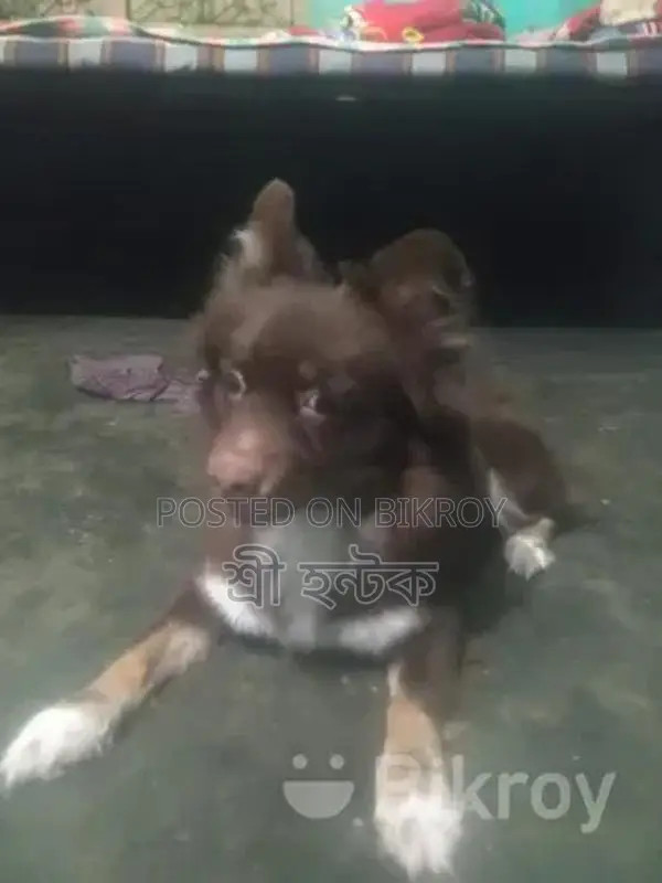 Pomeranian Female