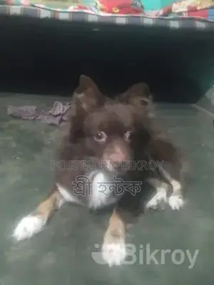 Pomeranian Female
