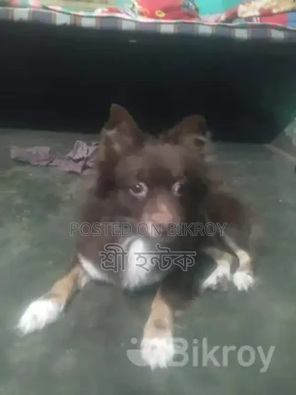Pomeranian Female