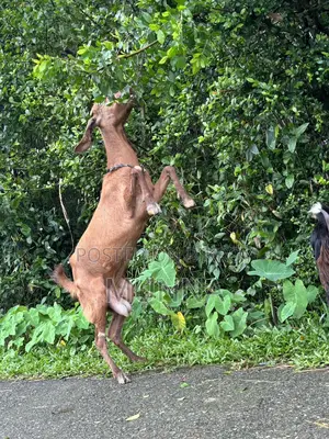Fancy Goat