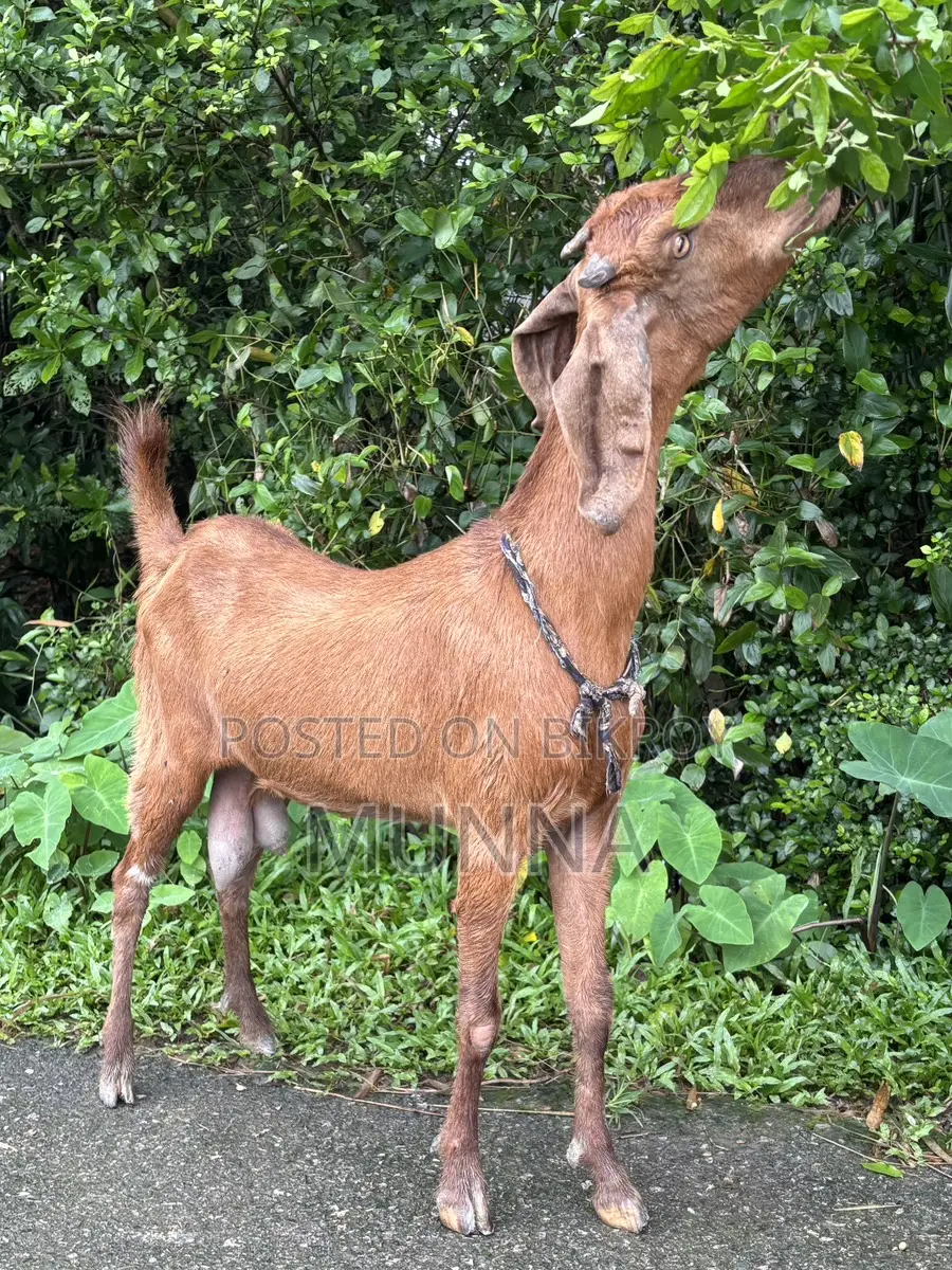 Fancy Goat