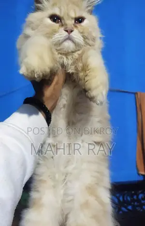 পার্সিয়ান বিড়াল