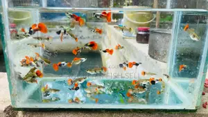 RTP Guppy, Inbox if interested