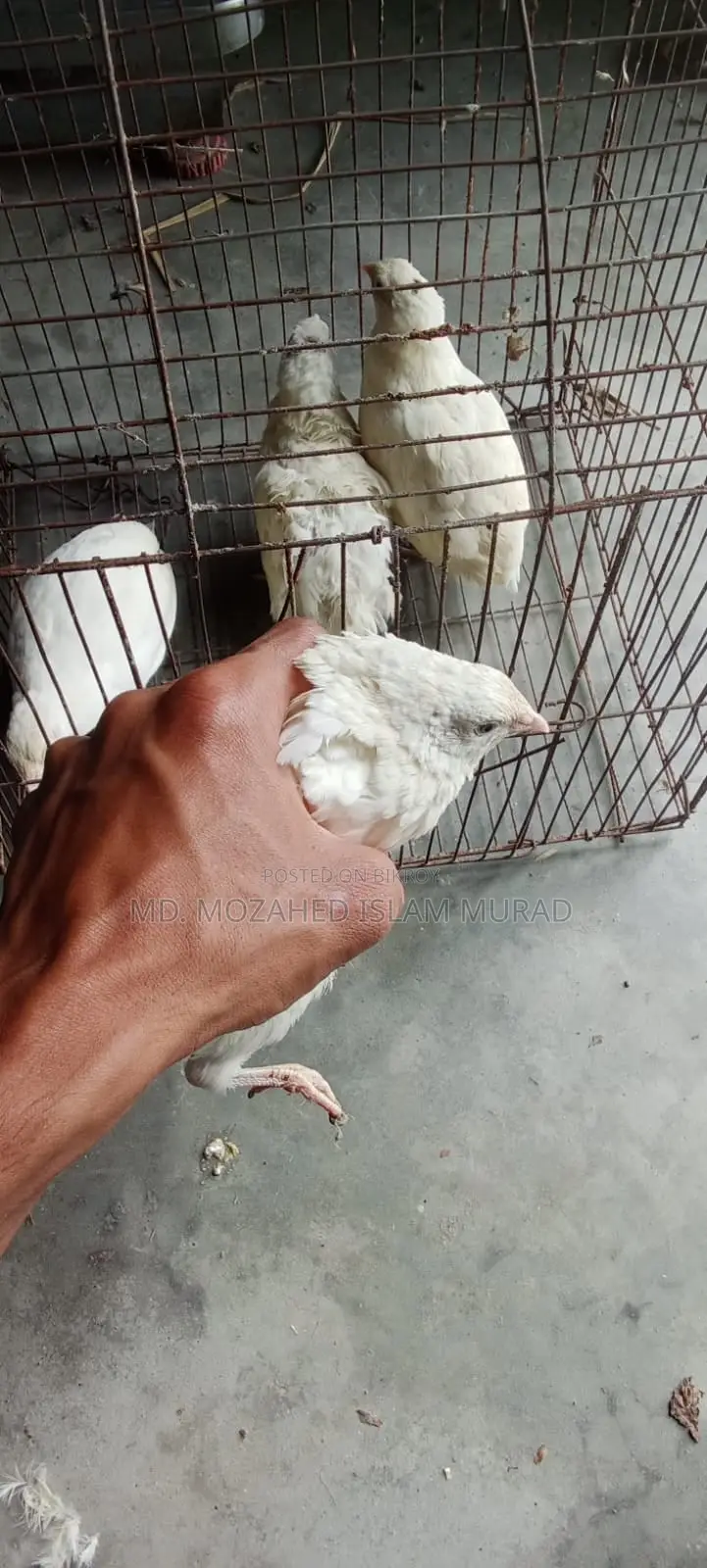 White Japanese Quail for Sale