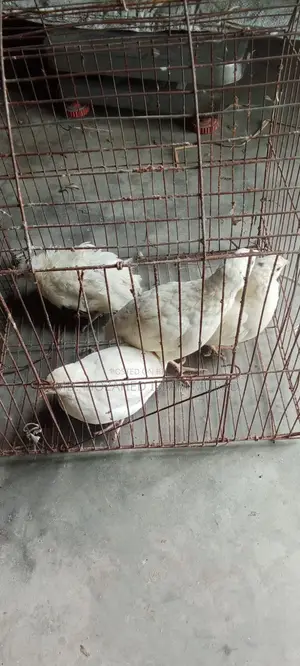 White Japanese Quail for Sale
